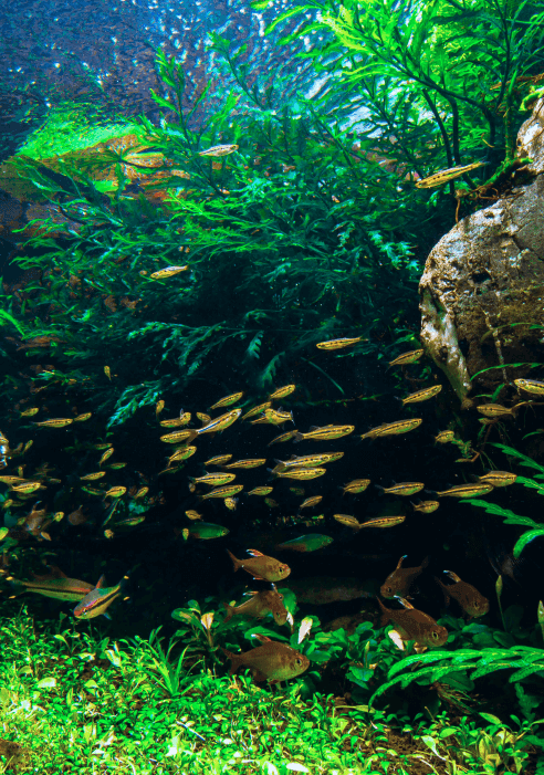 A championship aquascape
