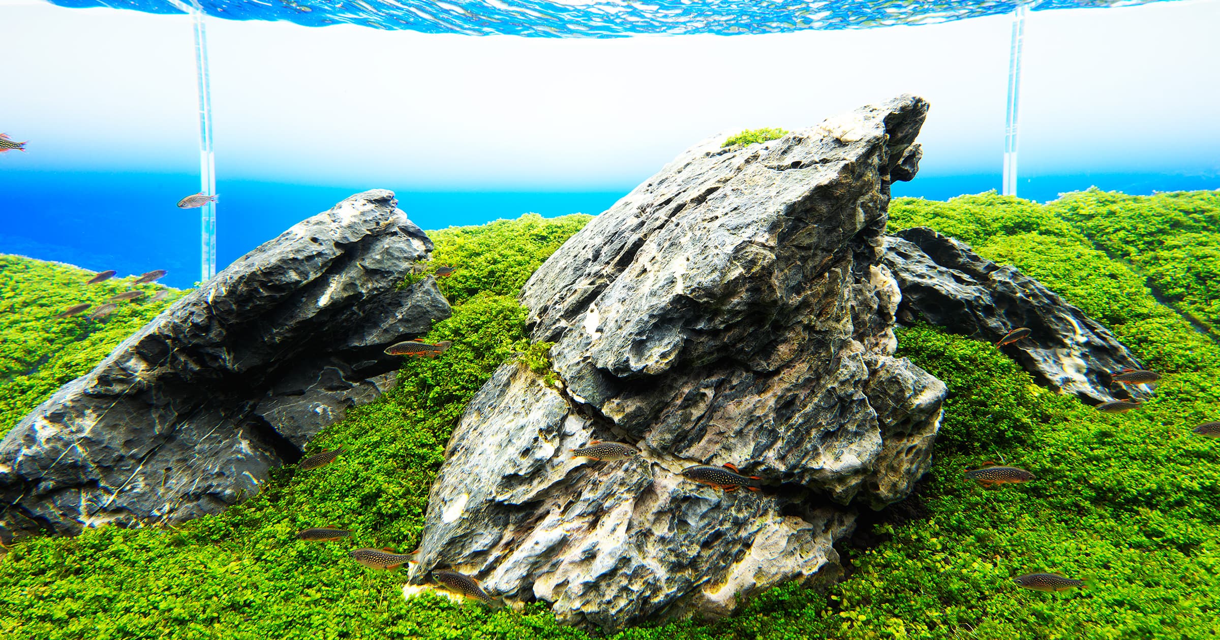 Iwagumi aquascape