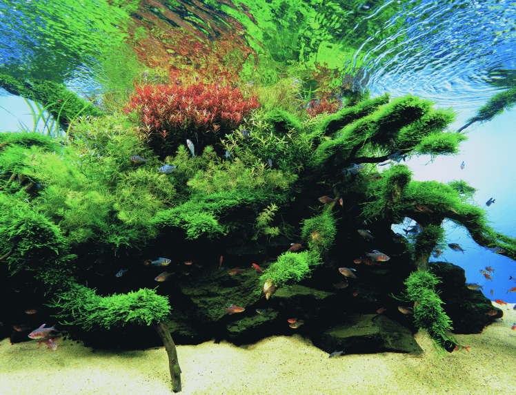 Nature Aquarium aquascape