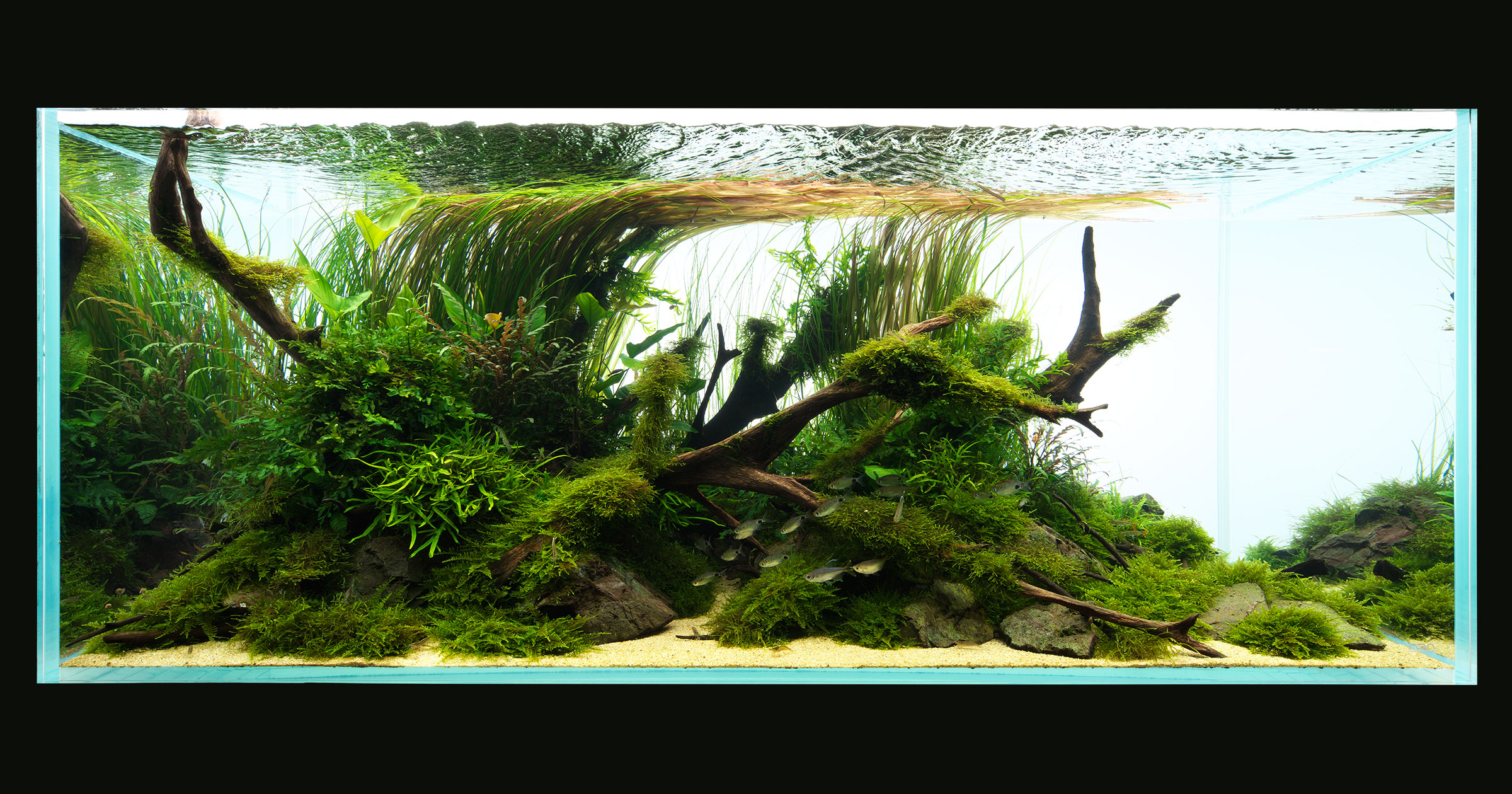 A championship nature aquarium
